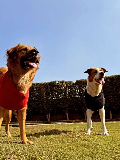 Two friends, a Golden mix and an Indie, soaking up the sun.