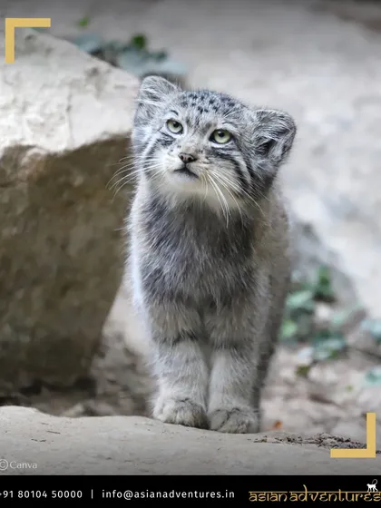 A curious Pallas's Cat looks up, its unique facial expression making it one of the most charismatic small cats. We search for this species in the rocky steppes during our Mongolia expeditions.