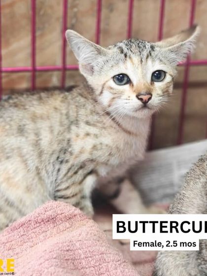 Charlie's Animal Rescue Centre - Animal Rescue & Adoption Ready for a Home: Adopt a Cat photo 4