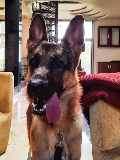 A collection of portraits of my handsome, goofy, and majestic German Shepherd, Theo. He is my constant inspiration and the heart of my work.