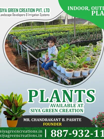 We supply a wide variety of healthy indoor and outdoor plants directly from our own nursery. This ensures you get the best quality plants for your home, balcony, or large garden project.