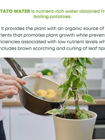 Don't throw away the water after boiling potatoes. This nutrient rich water is an excellent organic fertilizer for your plants, helping to prevent deficiencies that cause issues like scorching and curling of leaf tips.