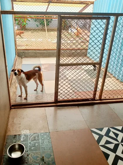 Our kennels are designed for comfort, not confinement. Each one is spacious and clean, with its own attached run so your dog can choose to relax inside or enjoy the fresh air.