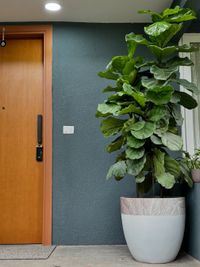 Plant Sourcing & Consultation