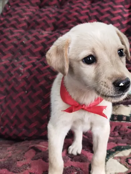 Meet Chloe, a 1.5-month-old Indie-Lab mix ready for her forever home. She's a perfect example of the puppies we rescue: playful, healthy, vaccinated, and ready to love. We have puppies and seniors, all looking for a family.