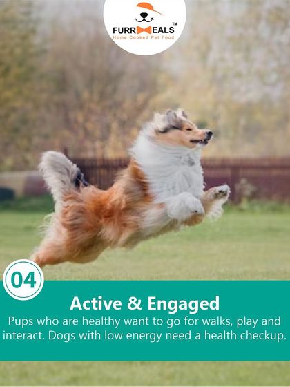 How can you tell if your dog is in good health? This guide covers the five key signs, from a soft, shiny coat and clean teeth to being active and engaged.