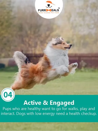 This extensive library of educational content covers everything a pet parent needs to know, from the benefits of turmeric and moringa to tips for hydration, sleep, dental health, and raising a new puppy.