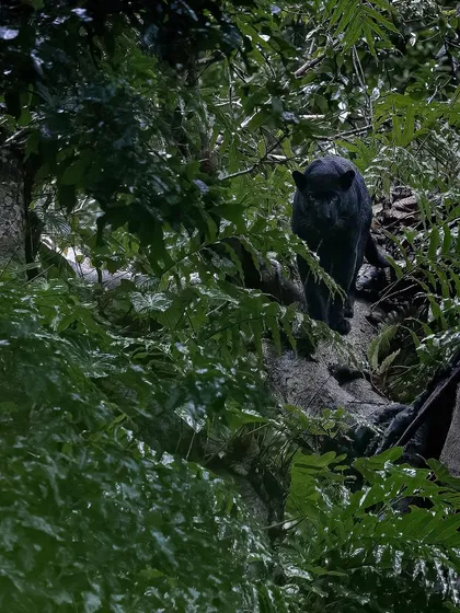 The ultimate prize in Kabini, Saaya, the elusive black panther. Sighting this magnificent creature is a matter of pure luck and patience. My tours in the southern jungles are designed to maximize our chances of witnessing such rare and beautiful animals.