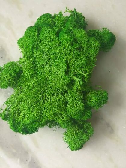 Vertical Gardens, Moss & More photo 11