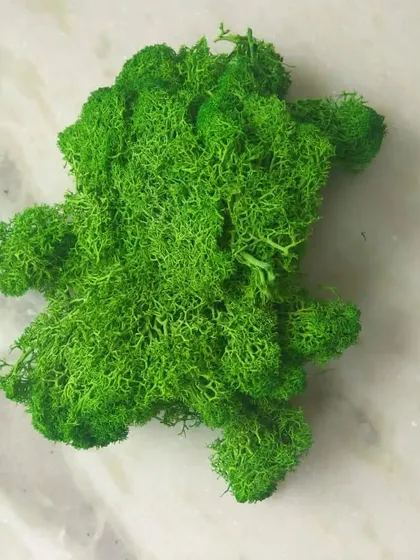 A clump of bright green preserved reindeer moss. This is a versatile and popular material for biophilic design and DIY crafts.