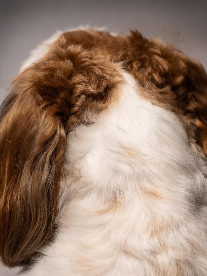 Pragalbh - Fine Art Pet Photography Studio Paw-traits photo 36