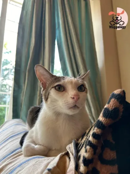 This cat is calmly observing the world from a comfy perch. I respect a cat's need for independence and personal space, providing quiet companionship without being intrusive.