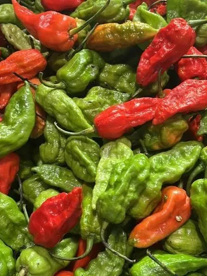 Another crate of fiery Bhut Jolokia. Handle with care. A little goes a long way in providing heat and flavor.