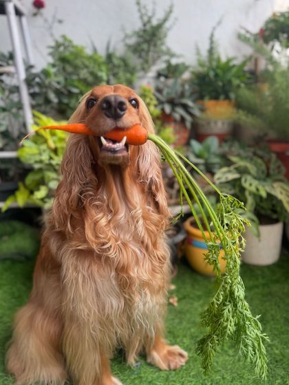 A proud Posto holding his freshly harvested carrot. He loves healthy, crunchy snacks from our garden.