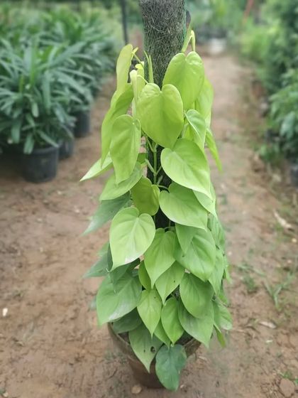 A Golden Pothos (Money Plant) trained on a moss stick. This is a classic, easy-to-grow indoor plant that is believed to bring good luck.
