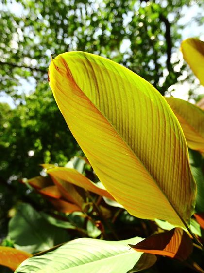 A close-up of a new Calathea leaf unfurling, showing the fine vein details and the warm, golden color against a green backdrop.