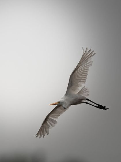 Another shot of a cattle egret in flight, showing its full wingspan. The clean, high-key background helps to define the bird's form, creating a simple yet beautiful avian photograph.