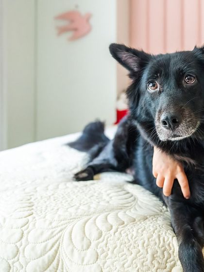 A close-up shot of a girl's hand resting gently on her sleeping dog, Pakodi. This quiet, detailed photo speaks volumes about the protective and loving bond they share.
