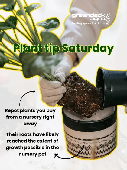 Plant Tip Saturday: Repot plants you buy from a nursery right away. Their roots have likely filled the nursery pot, and giving them a new home with fresh soil gives them the space they need to grow.