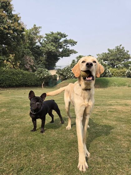 Two friends, a Labrador and a French Bulldog, posing during their daycare session.