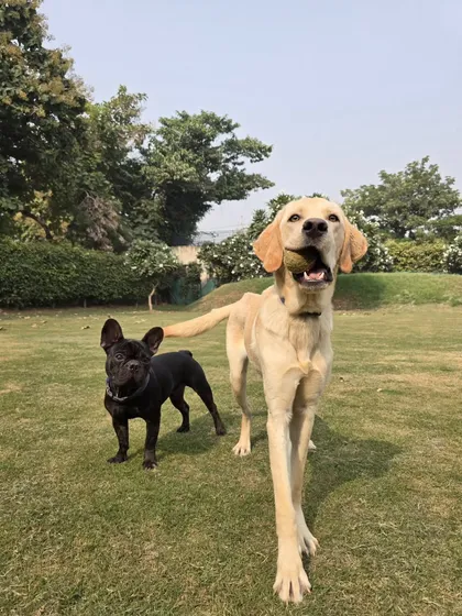 A happy moment after a successful fetch. The Labrador proudly holds the ball, standing next to his French Bulldog friend. This is a picture of a successful day at our dog park.