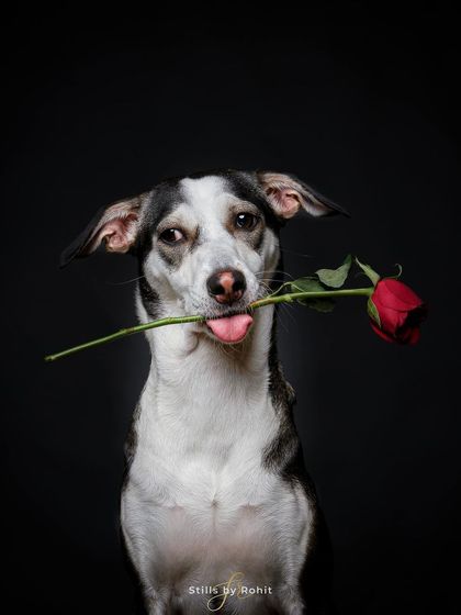 Rohit - Commercial Pet Product Photography Studio Product Photography photo 6