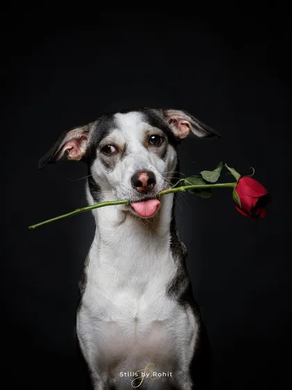 This photo of my dear indie model Bing holding a rose is full of character. Using a simple, dark background makes the subject stand out dramatically. It’s a powerful image that can be used for Valentine's promotions or campaigns about adoption and love.