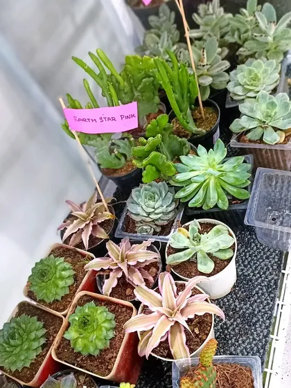 A collection of unique succulents, including "Earth Star Pink" and various cactus types. I can help you find the perfect plant for your home.