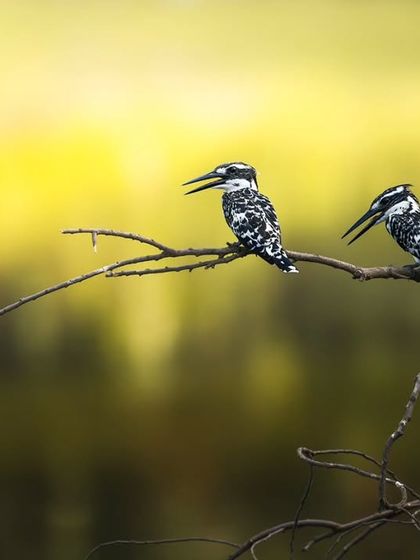 A pair of Pied Kingfishers perched on a branch, ever watchful over the water. Their striking black and white pattern stands out beautifully against the yellow-green background.