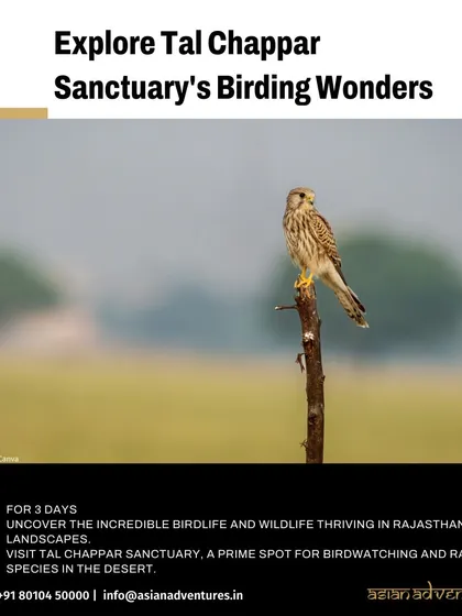 A Common Kestrel perches on a post in Tal Chhapar Sanctuary. This short tour is perfect for birding enthusiasts looking to explore the unique birdlife of Rajasthan's arid landscapes.