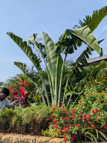 The beauty is in the details. We take great care in selecting and arranging a dense variety of plants, like these vibrant lantanas and traveler's palms, to create rich textures and colors in a private villa garden.