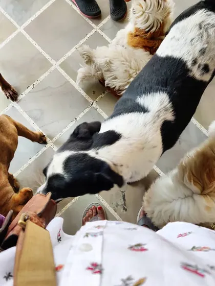 Sometimes on deliveries, I'm greeted by the whole crew. This is Hotdog and his friends, all excited and crowding around for their share of the food.