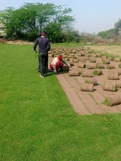 A wide view of my farm during harvest. You can see the large expanse of green turf and the workers preparing the rolls for an order.