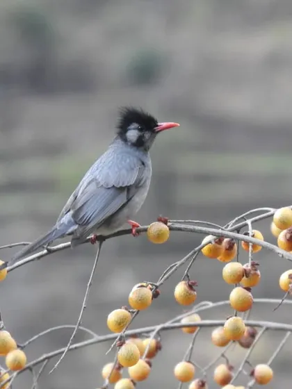 A Black-billed Magpie, with its striking plumage and long tail, forages on a berry-laden branch. These intelligent birds are a frequent and entertaining sight on our Himalayan tours.