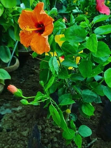 An orange Hibiscus flower in full bloom at our nursery. We offer many different colors of this popular tropical plant to make your garden vibrant.