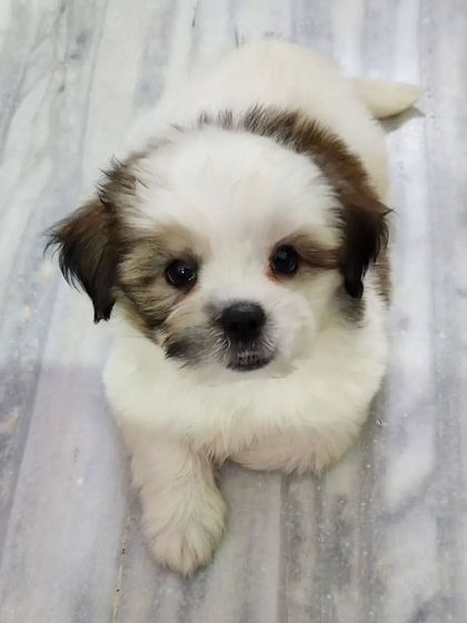 This little Shih Tzu female is a perfect example of the heavy-boned, top-quality puppies we breed. At 55 days old, she's already vaccinated, dewormed, and ready to join her new family.