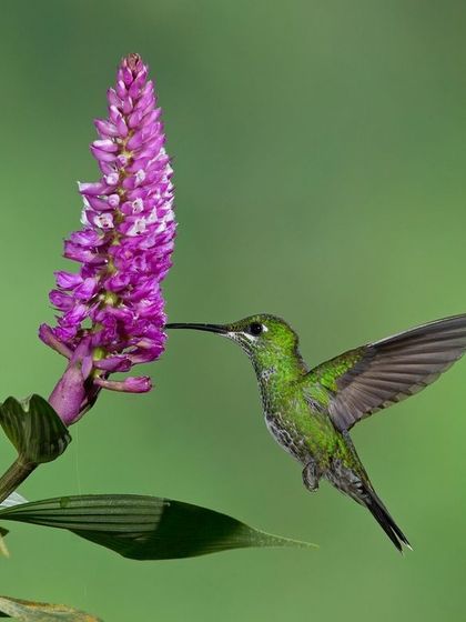 A Green-crowned Brilliant hummingbird at a purple flower, showcasing the beautiful color contrast between the bird and its environment.