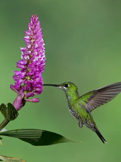 A duplicate of image 14, the hummingbird's wings are perfectly spread, showing the structure that allows for such rapid movement.