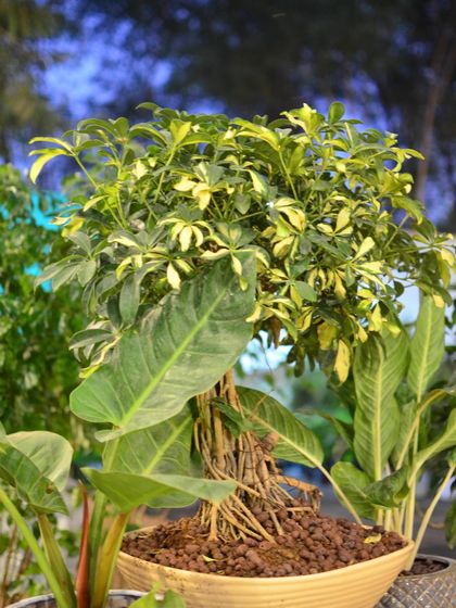 Bonsai: The Art of Miniature Trees photo 3