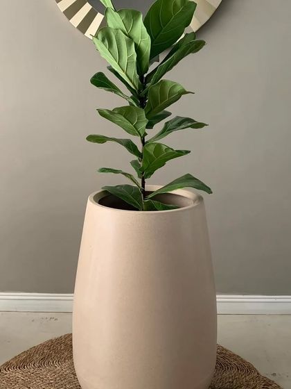 A single Fiddle Leaf Fig in a tall, neutral-colored pot. This is a great example of how I style plants to create a minimalist yet impactful look.