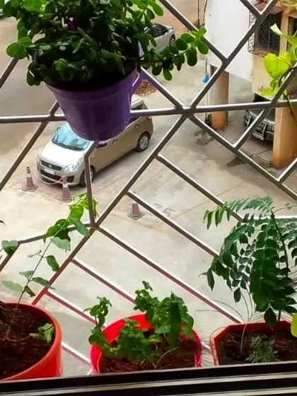 Small potted plants, including a curry leaf plant, arranged on a window grille, showing that even small spaces can be green.