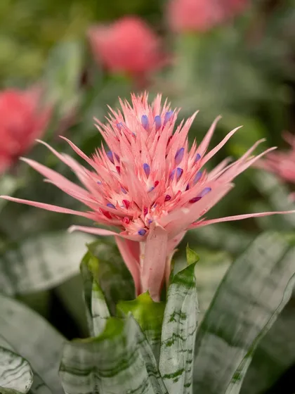 Bromeliads are natural showstoppers. This variety features a striking pink flower spike that lasts for months, set against unique silvery-green foliage. They are low-maintenance and thrive in warm, humid spaces.