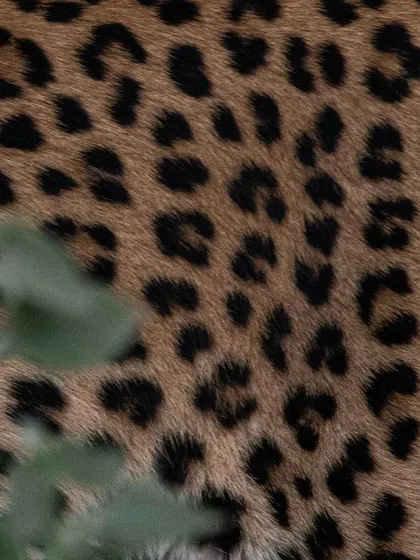 An abstract shot focusing on the rosette patterns of an Indian Leopard's coat in Jhalana. The animal was so close I could hear it breathe, which made using a 600mm lens a challenge, but it allowed me to capture the pure art and texture of its fur.