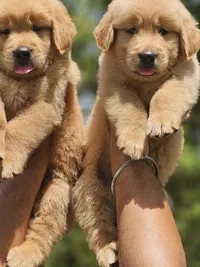 Dog Breeder