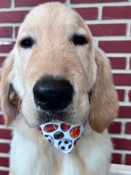 The same puppy, Fluffy, now wide awake and looking right at the camera. He looks so fresh and clean after his bath and trim. Starting a good grooming routine early is key for a puppy's well-being.