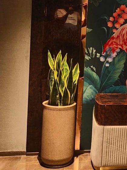 The snake plant seen from another angle, reflecting in the glossy wall panel. I consider all views and reflections when placing plants in a room.