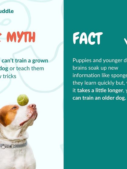 Kuddle - Pet Behaviour & Training Kuddle's Training Playbook photo 18