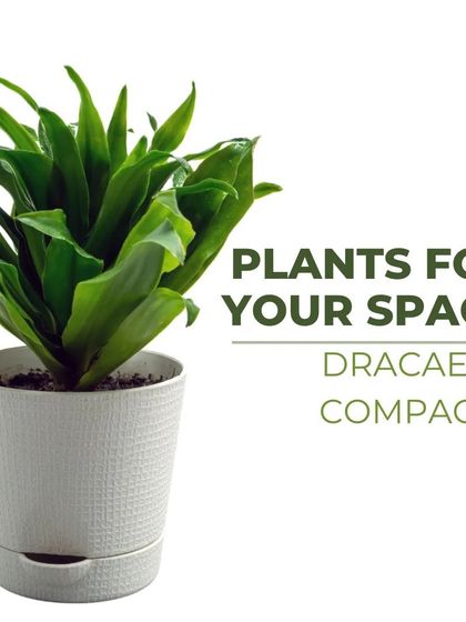 Treemendous - Interior & Exterior Plantscaping Meet Our Favorite Plants photo 6