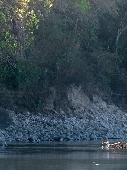 The Striped Kingdom: Tigers of India photo 31