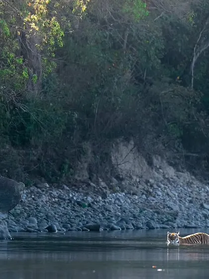 A tigress known as Choti Paaro swims across the Ramganga river. I teach my students to think about composition, using the wide landscape to show the true scale of the animal and its environment.